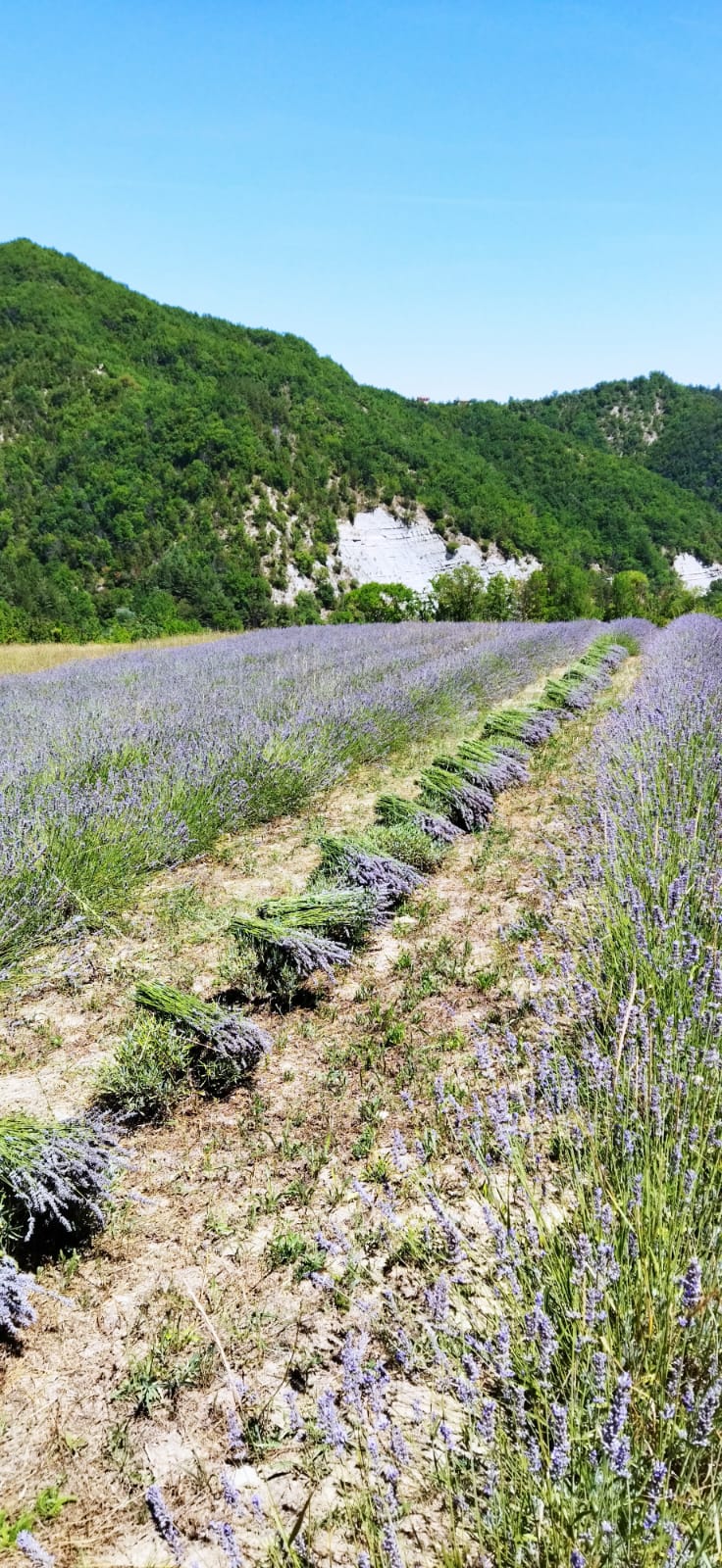 lavanda10