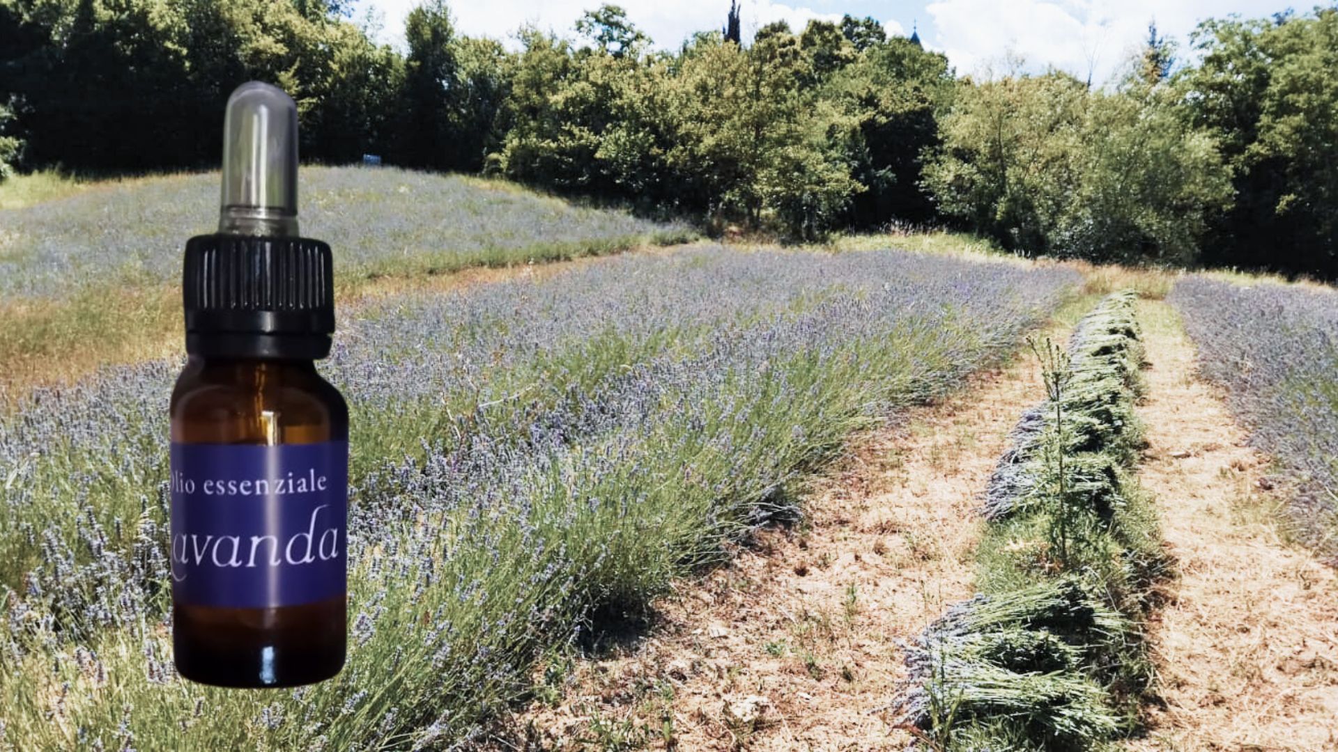 lavendel-olie-italie-kopen